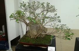alistan-expo-bonsai-en-villa-elisa-164441000000-1459657.jpg