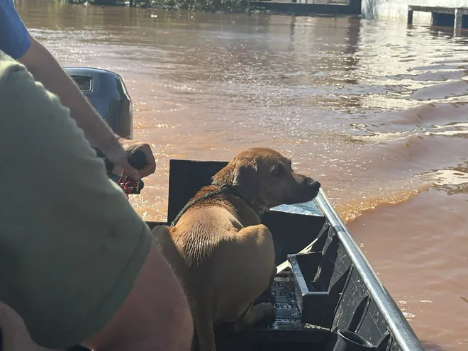 Un perro rescatado de las inundaciones en Brasil. Foto de RBS TV en X.
