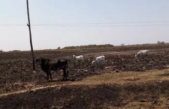 Campos sin pastos y esteros sin aguas, es el panorama en Ñeembucú. Cientos de ganados sin comidas, y si no llueve en las próximas horas, la situación tiende a empeorar.