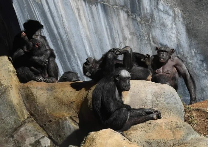 Chimpancés en el zoo de Los Ángeles.
