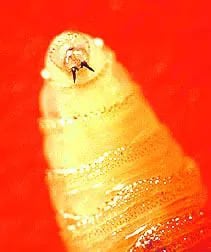 Investigadores de Oxford y MedUni Vienna han demostrado que diminutos tubos que combinan seda de gusanos de seda y arañas son muy efectivos para reparar nervios cortados.