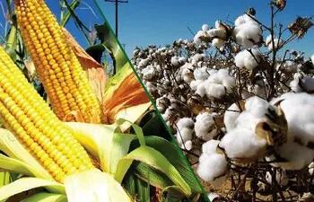 liberan-comercialmente-nuevas-variedades-de-maiz-y-algodon-geneticamente-modificadas-73436000000-1647640.jpg