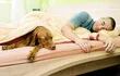 Si se permite a la mascota de pequeña dormir en la cama, será muy difícil que pierda esa costumbre como animal adulto.