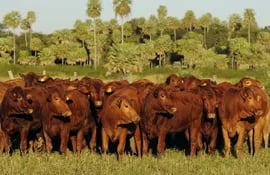La ganadería es uno de los pilares de la economía paraguaya, la sequía y los bajos precios internacionales golpean al sector.