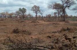 Deforestación en el Chaco.