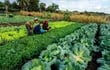 Organismos internacionales instan a fortalecer la producción agrícola ante riesgos existentes para la seguridad alimentaria