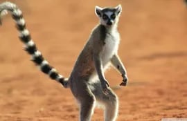 lemur-85509000000-1276527.jpg