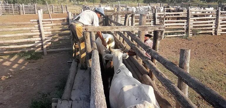 La ganadería es la principal actividad económica de Alto Chaco, que sufre los efectos de la sequía.