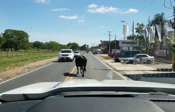 Una vaca en plena ruta en Luque