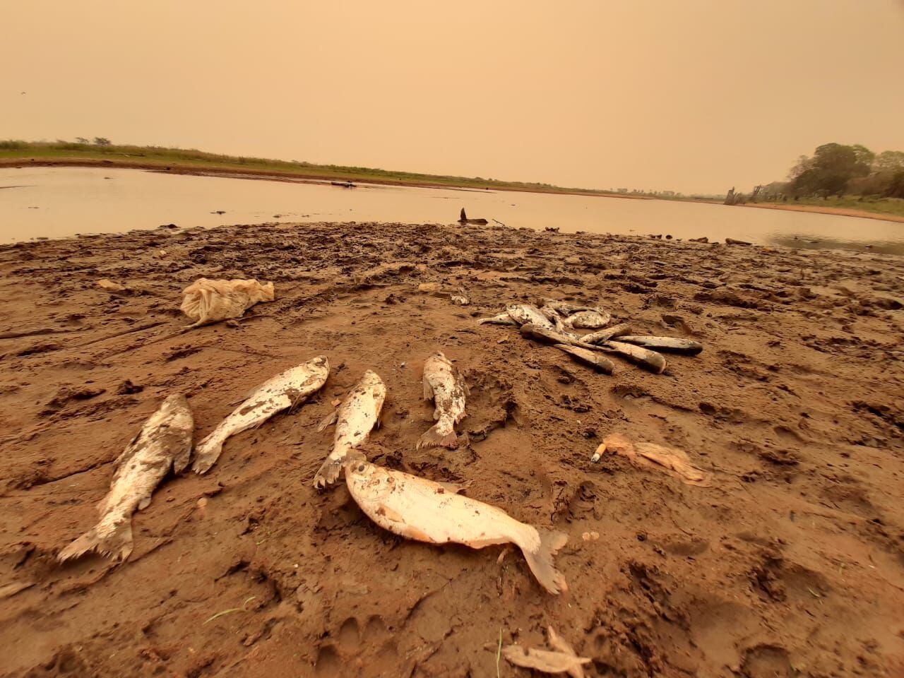 La bajante del Río Paraguay causa mortandad de peces en la zona de San Antonio. Hoy funcionarios del Mades y pescadores lograron rescatar y trasladar varias especies 