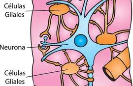 el-sistema-nervioso-humano-las-celulas-nerviosas-212653000000-1320023.jpg