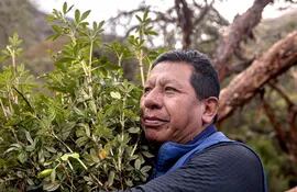 Constantino Aucca Chutas, fundador de la Asociación Ecosistemas Andinos y cofundador de Acción Andina, sostiene unos pequeños Polylepis pocos días antes de plantar estos árboles junto con la comunidad Quishuarani en la Cordillera de los Andes. © Rolex/Sofía López Mañan.
