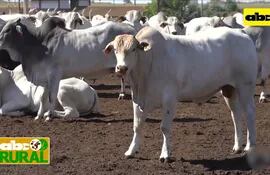 Brasil llega a 218 millones de cabezas de ganado