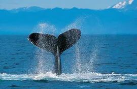 corea-del-sur-iniciara-caza-de-ballenas-con-fines-cientificos-174305000000-428328.jpg