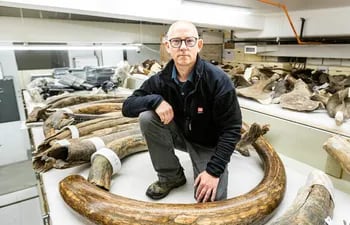 Mat Wooller, director de la Instalación de Isótopos Estables de Alaska, arrodillado entre una colección de algunos de los colmillos de mamut en el Museo del Norte de la Universidad de Alaska.