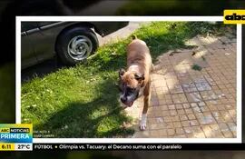 Un perro atacó a un asaltante quien intentaba robar un celular