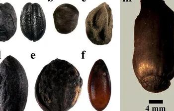 un-melon-mediterraneo-de-hace-mas-de-3-000-anos-142612000000-1303363.jpg