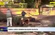 Video: Árbol caído genera bloqueo en avenida