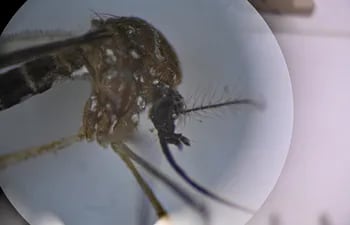 Fotografía del mosquito Aedes aegypti, responsable de transmitir el dengue, a través de un microscopio del Laboratorio de Parasitología Médica y Biología de Vectores de la Facultad de Medicina de la Universidad de Brasilia.