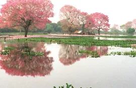 lapachos-en-flor-que-aumentan-la-belleza-del-pantanal-paraguayo-en-el-departamento-de-alto-paraguay-archivo-233533000000-1631600.jpg