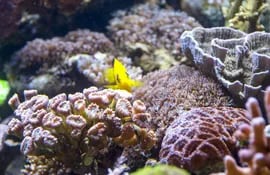 los-corales-blandos-y-las-gorgonias-son-muy-resistentes-faciles-de-cuidar-y-se-adaptan-bien-al-entorno--125150000000-1578317.jpg