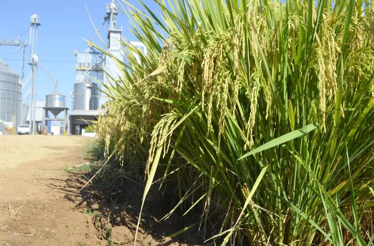 Paraguay ha logrado posicionarse como país exportador de arroz; de las 1.100.000 toneladas que se producen, 200.000 quedan en el país y el resto va afuera.