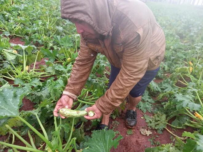 El agricultor Teodoro Galeano exhibe melones afectados por los factores climáticos.