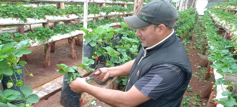 Productor de Frutilla en Nueva Alborada, Itapúa