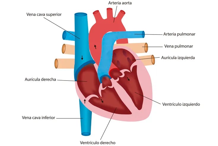 Estructura del corazón humano.