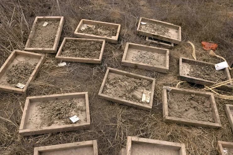 Los hallazgos prehistóricos se muestran en el sitio donde arqueólogos, paleontólogos y conservadores israelíes descubrieron un colmillo de 2,5 metros de largo de un antiguo elefante de colmillos rectos (Palaeoloxodon antiquus), cerca del kibutz Revadim en el sur de Israel.
