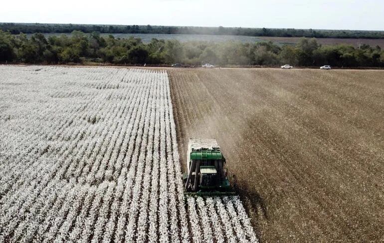 La falta de cosechadoras es un problema a superar para seguir cultivando el algodón en el Chaco.