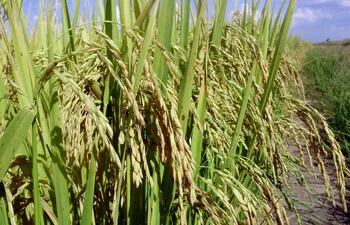 El 84% de la producción de arroz del Paraguay se exporta al Brasil para su industrialización.