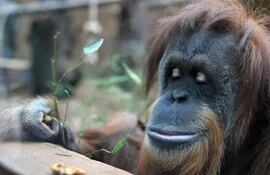 orangutan-61302000000-1158163.jpg