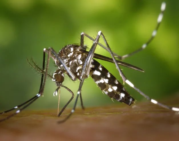 Desde el año 1881 se conoce el poder de contagio de varios virus a través del mosquito “Aedes aegypti”, y la forma de erradicación propuesta desde entonces es la eliminación de sus criaderos.