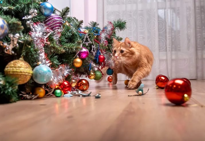 Lo más normal que pueden hacer los gatos es querer trepar el árbol de Navidad y tomar los adornos como juguetes.