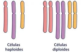 Células haploides y diploides.
