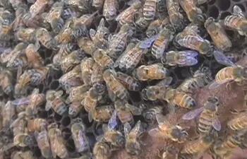abejas-y-neurotoxicos-91503000000-1625503.jpg