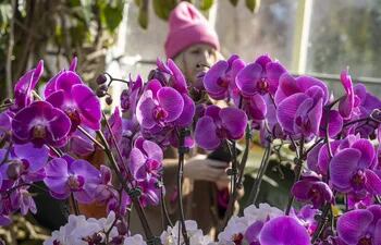 Arreglo de orquídeas en el espectáculo 'The Orchid Show: Florals in Fashion' ('El espectáculo de las orquídeas: Florales en la moda') en el Jardín Botánico del Bronx en Nueva York (EEUU).