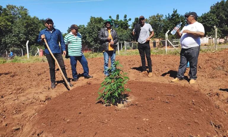 En Táva Guarani y Agüerito iniciaron el cultivo de cannabis en una parcela, para  aceite medicinal.