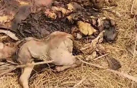 Un ternero muerto a consecuencia del faenamiento de la madre, los abigeos causan serios problemas a los ganaderos de la zona.