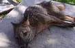 Defensa Animal rescató a un zorro herido en el barrio Rincón del Peñón de Limpio.