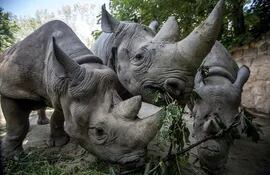 rinocerontes-103544000000-1846036.jpg