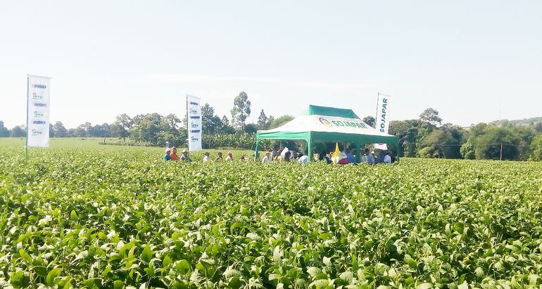 Las variedades nacionales de Sojapar, creadas por el convenio INBIO-IPTA, han trascendido fronteras.