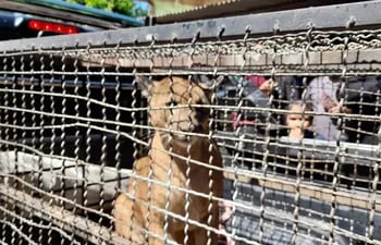 Puma  rescatado de una vivienda en Villarrica, donde fue a refugiarse.