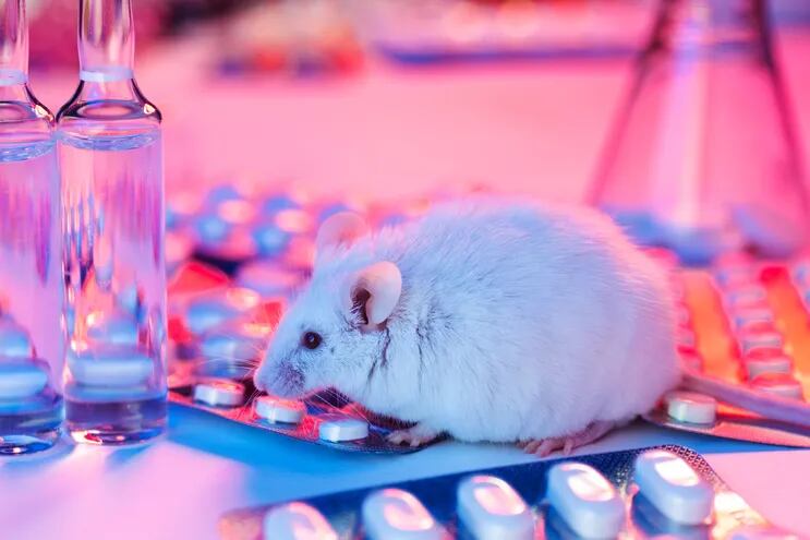 Una rata de laboratorio, sobre paquetes de pastillas