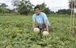 lucio-roa-uno-de-los-tres-hermanos-que-producen-hace-tres-decadas-melon-japones-en-una-finca-familiar-ubicada-en-el-kilometro-58-a-100-metros-de-l-204259000000-1428217.jpg
