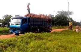 Productores de mandioca cargan el producto en un camión  para trasladar al centro de acopio de la Calle 4 mil de Guayaybi