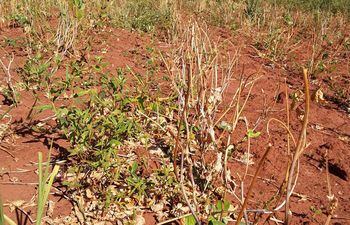 El 80% de los rubros agrícolas se perdió en el departamento de Misiones a causa de la sequía.
