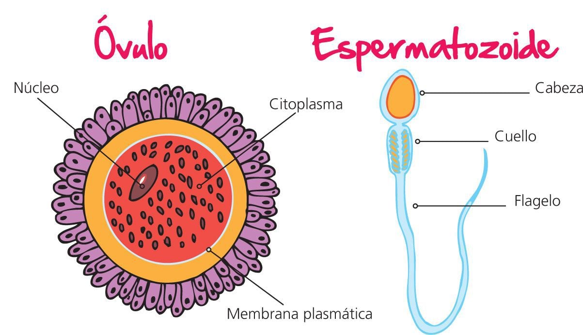 Detalle 34+ imagen ovulos y espermatozoides dibujos