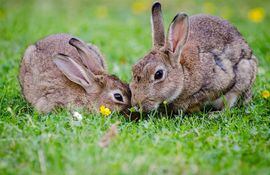 los-conejos-domesticos-pueden-padecer-enfermedades-de-origen-muy-diversos-y-para-prevenirlas-se-les-mantiene-en-un-lugar-tranquilo-higienico-con-bue-203206000000-1645771.jpg